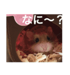 山下家のペット達（個別スタンプ：15）