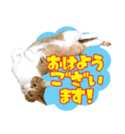 airaさんちのにゃんこスタンプ（個別スタンプ：1）