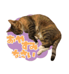 airaさんちのにゃんこスタンプ（個別スタンプ：2）