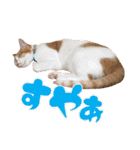 airaさんちのにゃんこスタンプ（個別スタンプ：3）