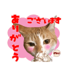 airaさんちのにゃんこスタンプ（個別スタンプ：4）