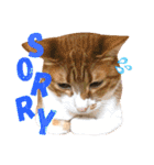 airaさんちのにゃんこスタンプ（個別スタンプ：5）