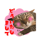 airaさんちのにゃんこスタンプ（個別スタンプ：7）