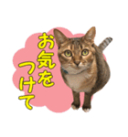 airaさんちのにゃんこスタンプ（個別スタンプ：10）