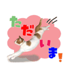 airaさんちのにゃんこスタンプ（個別スタンプ：11）