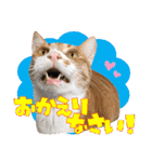 airaさんちのにゃんこスタンプ（個別スタンプ：12）