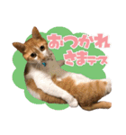 airaさんちのにゃんこスタンプ（個別スタンプ：13）