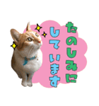 airaさんちのにゃんこスタンプ（個別スタンプ：15）