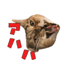 airaさんちのにゃんこスタンプ（個別スタンプ：25）