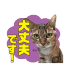 airaさんちのにゃんこスタンプ（個別スタンプ：27）