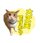 airaさんちのにゃんこスタンプ（個別スタンプ：28）