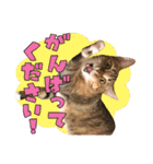 airaさんちのにゃんこスタンプ（個別スタンプ：29）