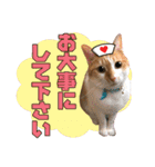 airaさんちのにゃんこスタンプ（個別スタンプ：31）