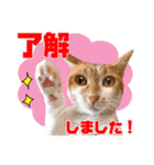 airaさんちのにゃんこスタンプ（個別スタンプ：33）