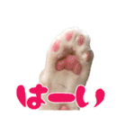 airaさんちのにゃんこスタンプ（個別スタンプ：34）