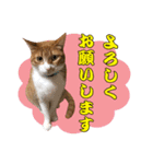 airaさんちのにゃんこスタンプ（個別スタンプ：35）