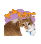 airaさんちのにゃんこスタンプ（個別スタンプ：36）