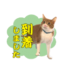airaさんちのにゃんこスタンプ（個別スタンプ：38）