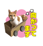 airaさんちのにゃんこスタンプ（個別スタンプ：39）