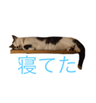 うちのひーちゃんスタンプ（個別スタンプ：1）