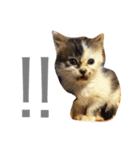 うちのひーちゃんスタンプ（個別スタンプ：2）