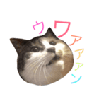 うちのひーちゃんスタンプ（個別スタンプ：3）