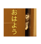 うちのひーちゃんスタンプ（個別スタンプ：5）
