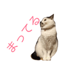 うちのひーちゃんスタンプ（個別スタンプ：7）