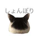 うちのひーちゃんスタンプ（個別スタンプ：8）