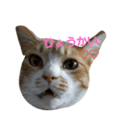uchino buntakun（個別スタンプ：3）