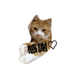 uchino buntakun（個別スタンプ：6）