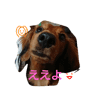 banshyu dog girl Nami（個別スタンプ：14）