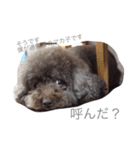 過保護のマカ子（個別スタンプ：1）