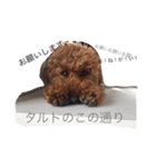 過保護のマカ子（個別スタンプ：3）