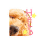 チロルくん（個別スタンプ：1）