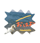 自由なポメチーそらくん（個別スタンプ：1）