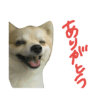 自由なポメチーそらくん（個別スタンプ：10）