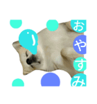 自由なポメチーそらくん（個別スタンプ：16）