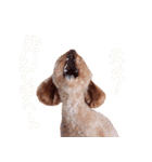 モデル犬きなポン（個別スタンプ：20）