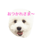 HELLO  beruni-ni（個別スタンプ：1）