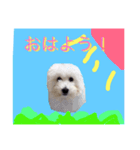 HELLO  beruni-ni（個別スタンプ：5）