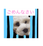 HELLO  beruni-ni（個別スタンプ：6）