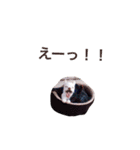 パピーチワワちゃんの日々（個別スタンプ：7）
