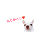 パピーチワワちゃんの日々（個別スタンプ：8）