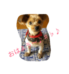 Chiyaro（個別スタンプ：2）