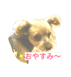 Chiyaro（個別スタンプ：8）
