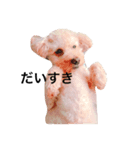 トイプードルのしょこら（個別スタンプ：2）