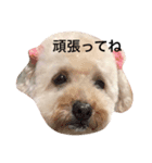 トイプードルのしょこら（個別スタンプ：4）