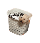 トイプードルのしょこら（個別スタンプ：6）
