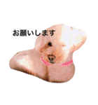 トイプードルのしょこら（個別スタンプ：8）